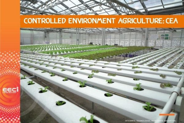 การปลูกพืชภายใต้การควบคุมสภาพแวดล้อม (Controlled environment agriculture : CEA)