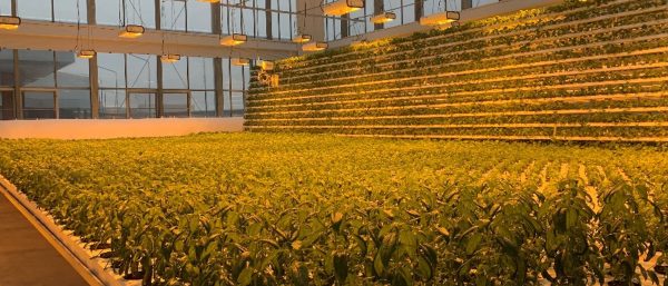 Cultivating Value for Agricultural Sector