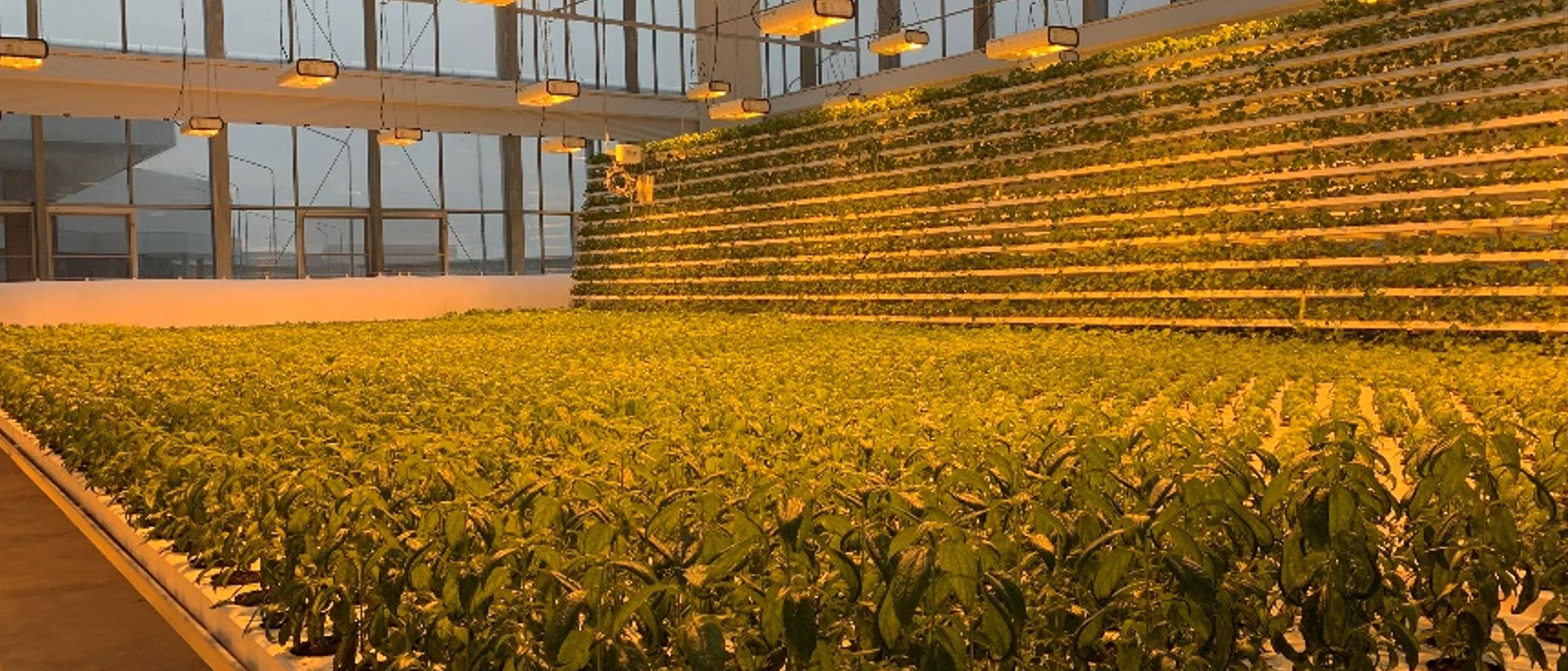 Cultivating Value for Agricultural Sector